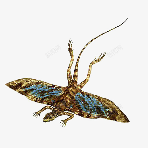 一条彩色带翅膀的蜥蜴png免抠素材_新图网 https://ixintu.com 动物 手绘 插图 翅膀 蜥蜴