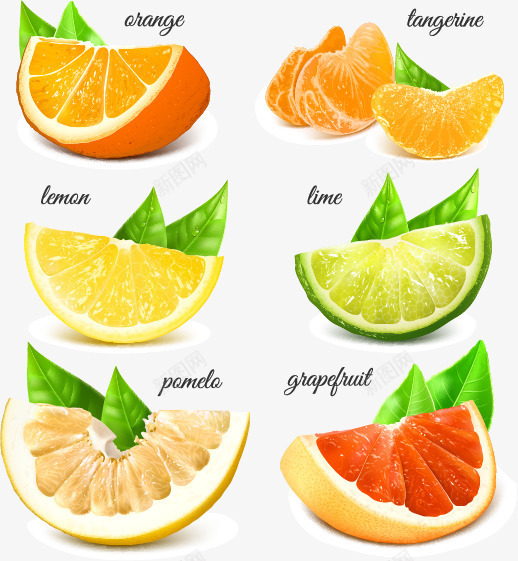 美味的柠檬水果矢量图eps免抠素材_新图网 https://ixintu.com 切开面 新鲜 柠檬 橘子 水果 矢量图