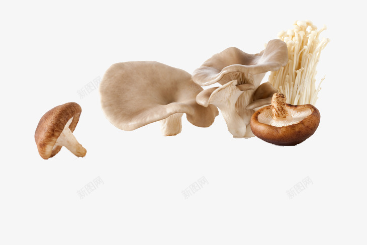 蘑菇金针菇png免抠素材_新图网 https://ixintu.com 新鲜 白色 蘑菇 金针菇