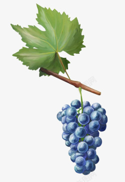 蓝葡萄葡萄高清图片