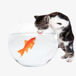 红金鱼猫和小鱼高清图片