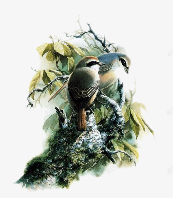 树干上的鸟png免抠素材_新图网 https://ixintu.com 手绘 树叶 树枝 植物 翅膀 飞禽 飞翔 鸟