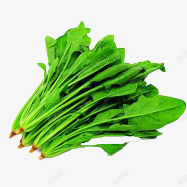 新鲜菠菜png免抠素材_新图网 https://ixintu.com 绿色 绿色食品 菠菜 菠菜免费 蔬菜 蔬菜素材