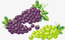 水果青葡萄紫葡萄ai矢量图素材