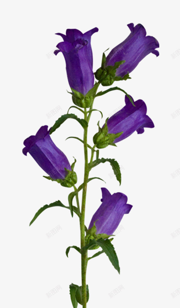 紫色铃兰png免抠素材_新图网 https://ixintu.com 紫色 紫色花朵 葡萄风信子 铃兰
