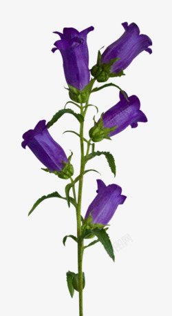 葡萄风信子紫色铃兰高清图片