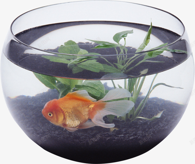 透明玻璃水缸png免抠素材_新图网 https://ixintu.com 养鱼 水缸 水草 透明玻璃 金鱼 鱼缸