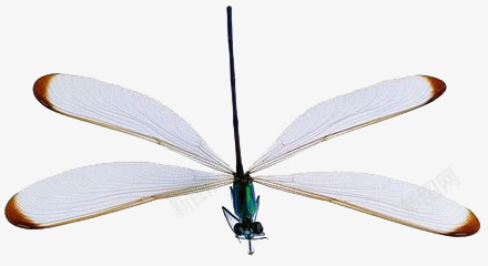 蜻蜓png免抠素材_新图网 https://ixintu.com 动物 灰色 翅膀 蜻蜓 飞行