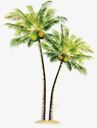 卡通植物夏日海报椰子树png免抠素材_新图网 https://ixintu.com 卡通 夏日 植物 椰子树 海报
