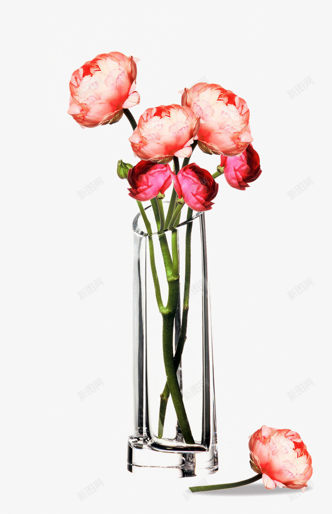 花卉png免抠素材_新图网 https://ixintu.com 植物 玻璃瓶 花朵 花瓶