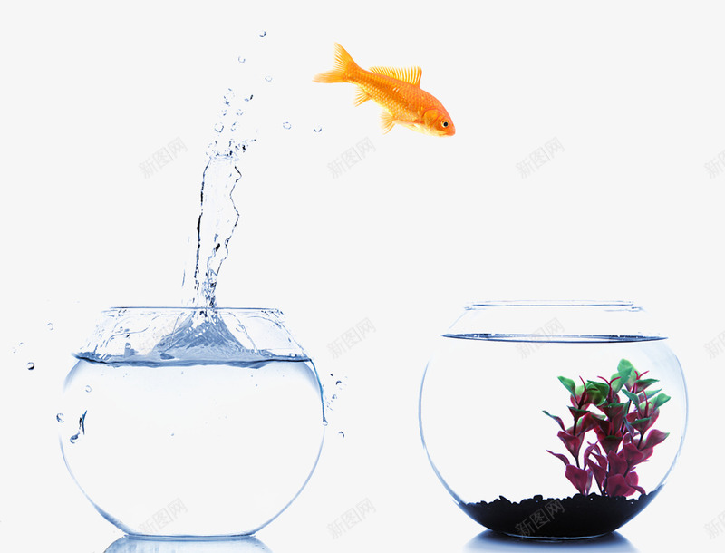 水缸与金鱼png免抠素材_新图网 https://ixintu.com 创意 创意设计 动物 水缸 水花 水草 跃起 跃起的鱼 金鱼 飞溅 鱼 鱼类