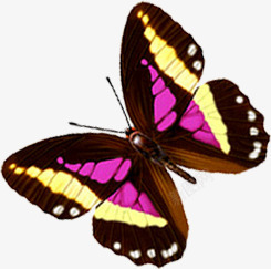 粉黄色斑点翅膀蝴蝶素材