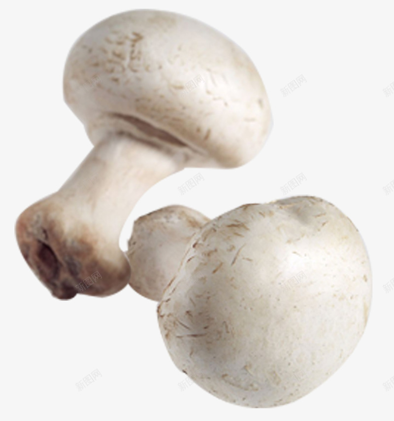 白蘑菇野生菇png免抠素材_新图网 https://ixintu.com 云南特产 猴头菇 白蘑菇 美味 野生菇 餐饮食品