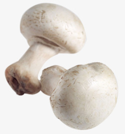 白蘑菇野生菇素材