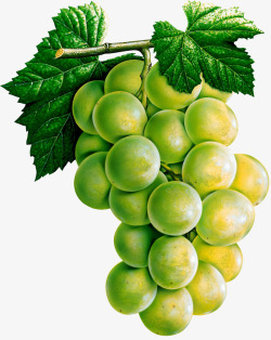 手绘绿色葡萄素材
