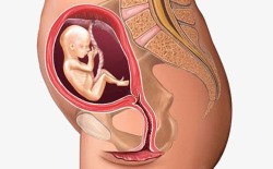 刚开始发育的胎儿胎儿发育图高清图片