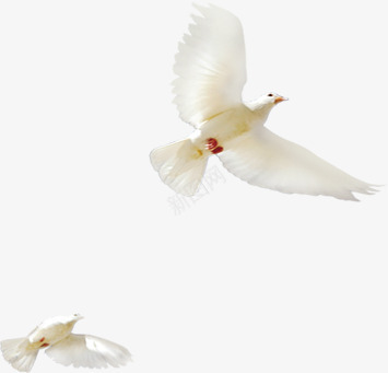 白色和平鸽翅膀效果png免抠素材_新图网 https://ixintu.com 和平鸽 效果 白色 翅膀