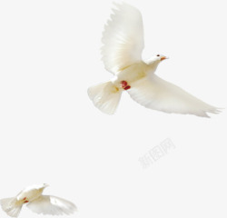 白色和平鸽翅膀效果素材