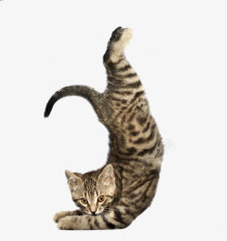 懒腰伸懒腰的猫高清图片
