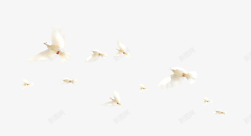鸟png免抠素材_新图网 https://ixintu.com 动物 白色和平鸽 翅膀 飞禽 鸟飞翔 鸽子素材 鸽子飞素材