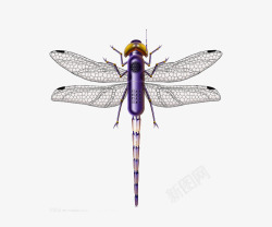 紫色的蜻蜓图片不一样的蜻蜓片高清图片