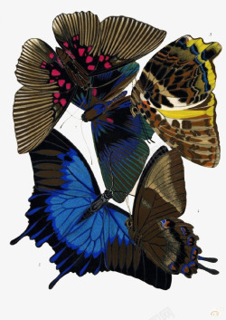 蝴蝶翅膀标本素材