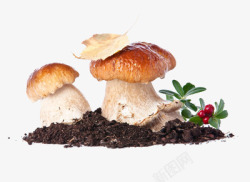 具有毒性地面的上的蘑菇高清图片