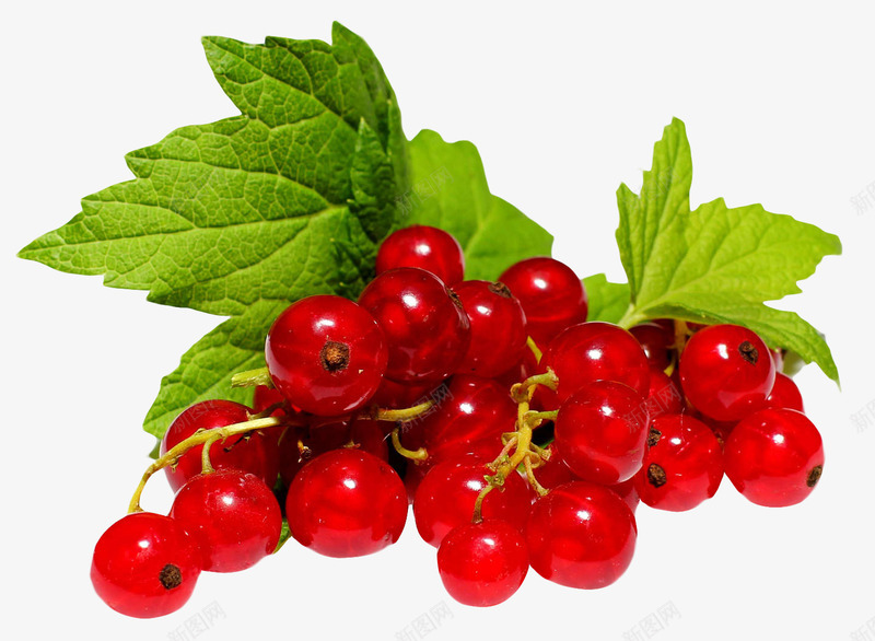 红色蔓越莓png免抠素材_新图网 https://ixintu.com 新鲜蔓越莓 红色 红色的 红色的蔓越莓 红色蔓越莓 蔓越莓