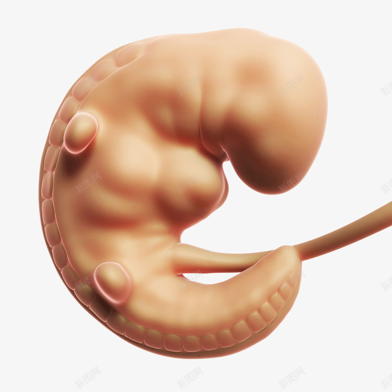 刚开始发育的胎儿png免抠素材_新图网 https://ixintu.com 刚开始发育的胎儿 医学 宝宝 胎儿 高清免扣素材