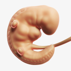刚开始发育的胎儿素材