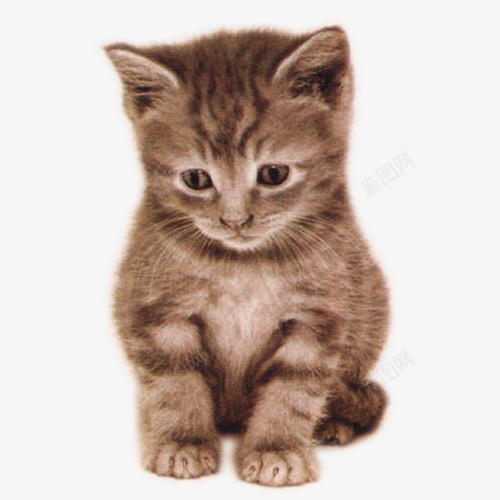 可爱的小花猫png免抠素材_新图网 https://ixintu.com 可爱 宠物 花猫