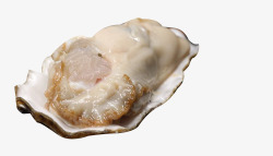 生蚝肉海蛎子肉肥美的生蚝肉高清图片