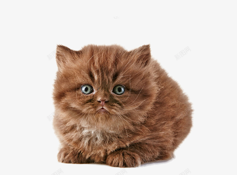 喵星人png免抠素材_新图网 https://ixintu.com 可爱的小花猫 宠物 小猫壁纸 棕色的小猫 装饰图片猫咪
