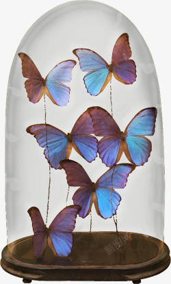 玻璃罩里的蝴蝶素材