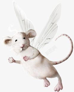 一只小白鼠翅膀小老鼠高清图片