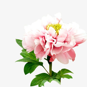一朵花png免抠素材_新图网 https://ixintu.com 春季 点缀 花儿 花草 装饰