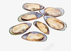 海鲜贝壳蛏子素材