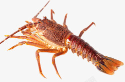 龙虾刺身新鲜龙虾刺身高清图片