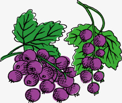 好看的葡萄手绘水果葡萄高清图片