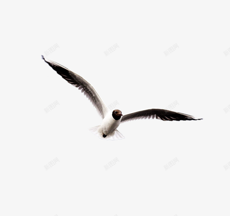 黑色翅膀海鸥png免抠素材_新图网 https://ixintu.com 海鸥 翅膀 黑色