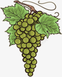 马奶葡萄精美的绿葡萄矢量图高清图片