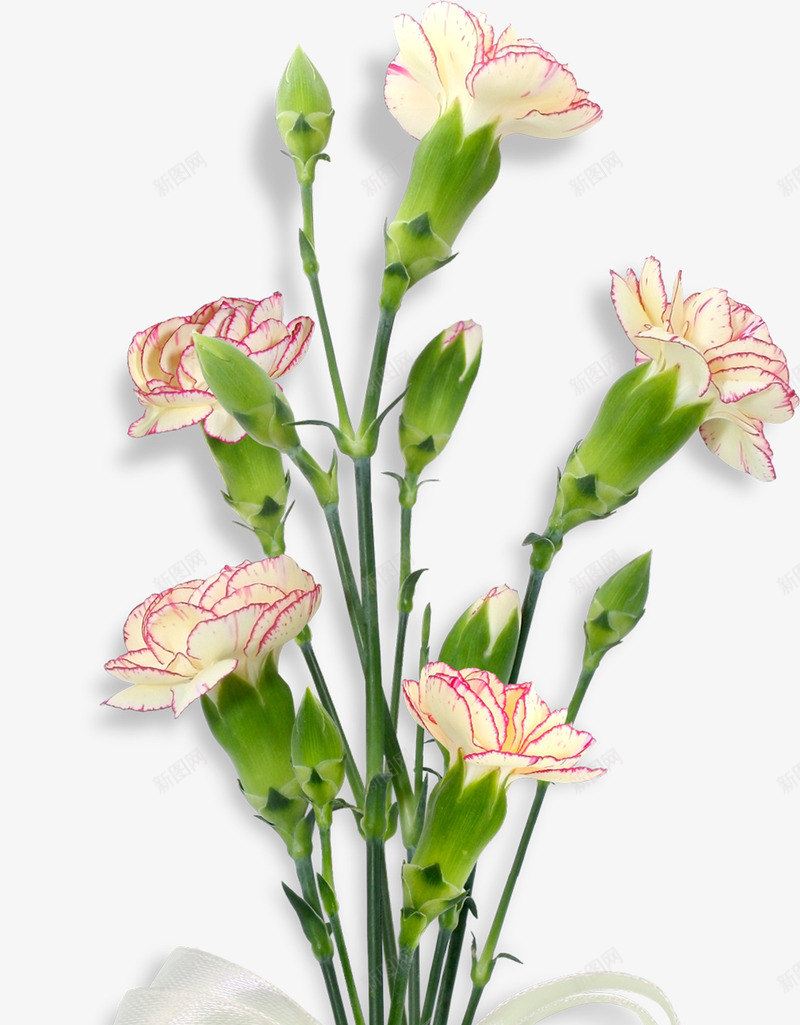 效果小清新植物花朵png免抠素材_新图网 https://ixintu.com 效果 植物 清新 花朵