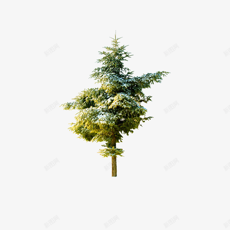一棵树的psd免抠素材_新图网 https://ixintu.com 圣诞节 树木 植物 点缀 绿色