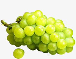 白葡萄水果素材
