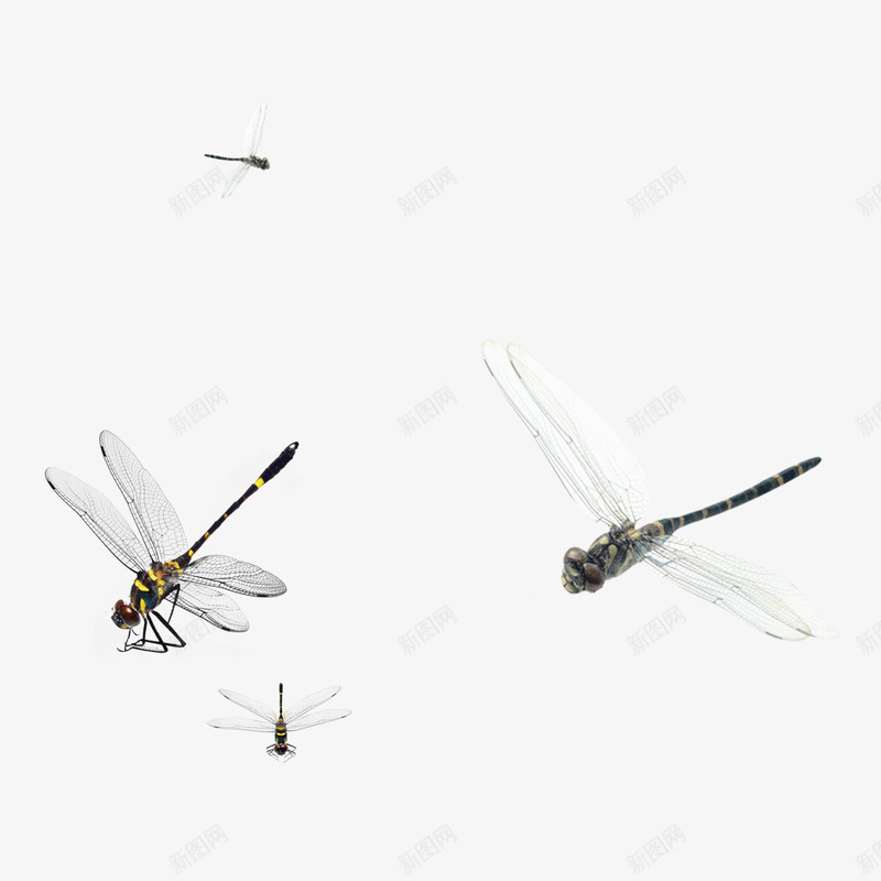 秋季里的蜻蜓png免抠素材_新图网 https://ixintu.com 产品实物 昆虫 翅膀 长尾巴