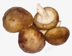 可食蘑菇香菇摄影高清图片