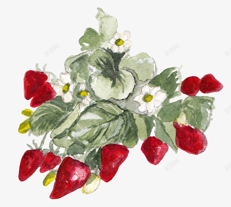 草莓藤蔓上的草莓png免抠素材_新图网 https://ixintu.com 叶子 新鲜的 植物 水墨图 水果 美味的 草莓