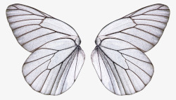 手绘线条绘画动物蝴蝶翅膀素材