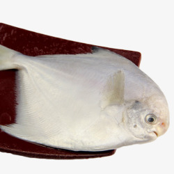 银鲳鱼新鲜深海鱼高清图片