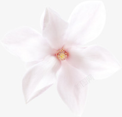 植物白色花朵小清新效果素材